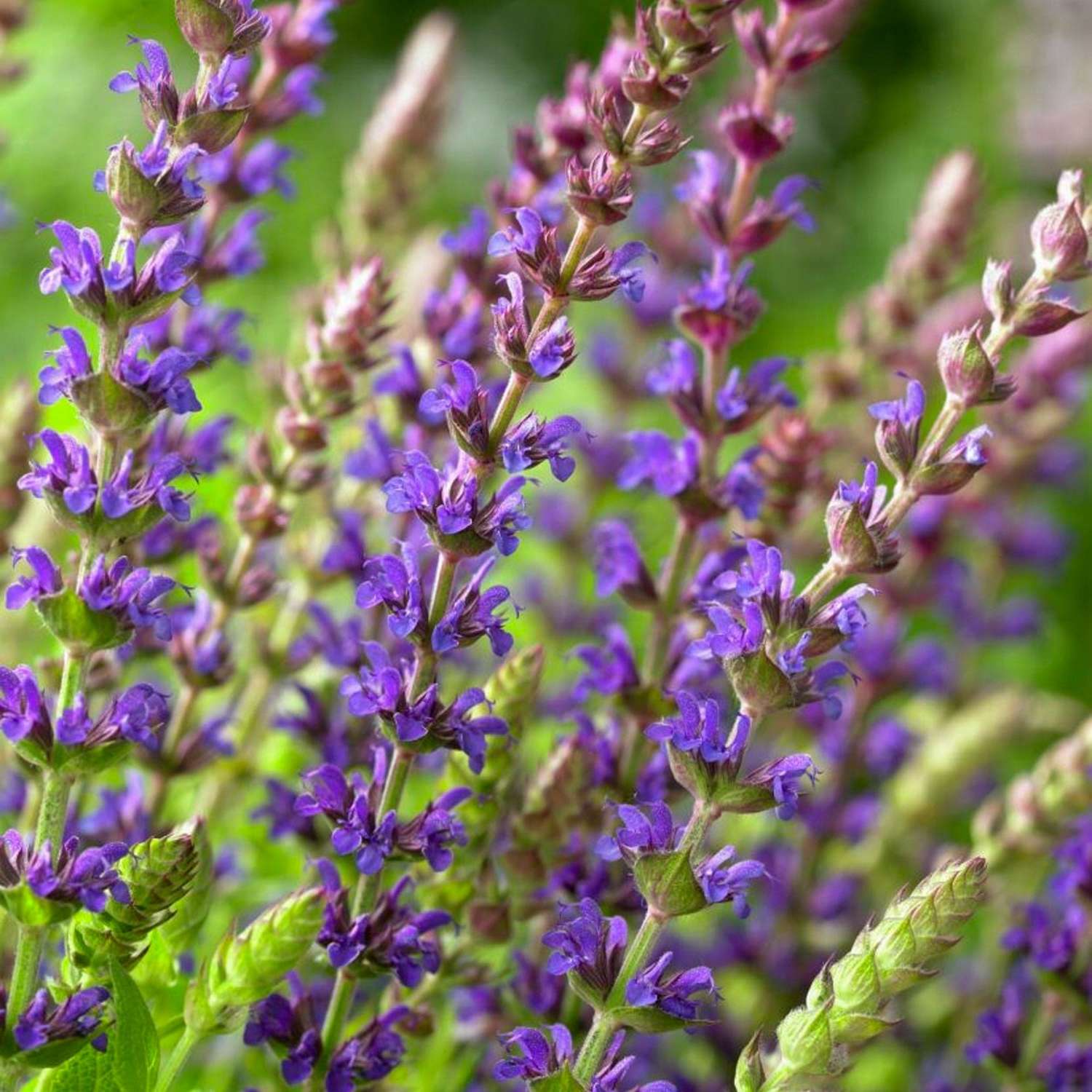 Salbei ‘Ostfriesland’